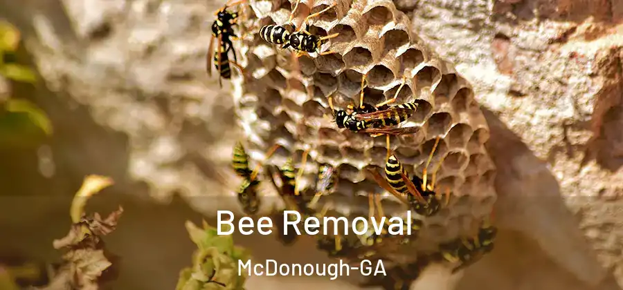Bee Removal McDonough-GA