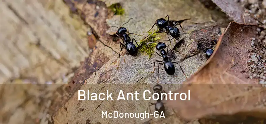 Black Ant Control McDonough-GA