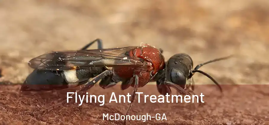 Flying Ant Treatment McDonough-GA