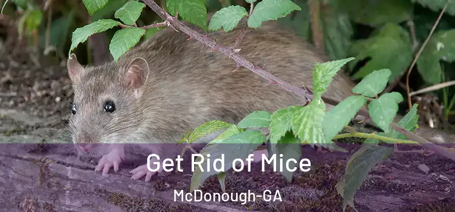 Get Rid of Mice McDonough-GA
