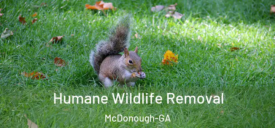  Humane Wildlife Removal McDonough-GA