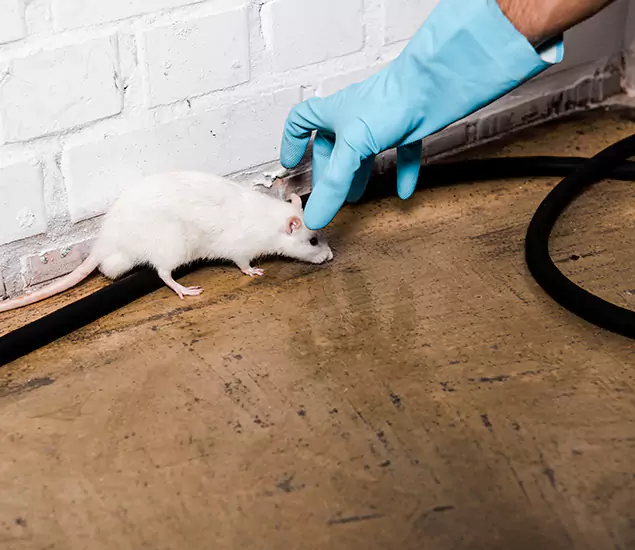Trusted Mouse Exterminator: Your Rodent Control Company in McDonough, GA