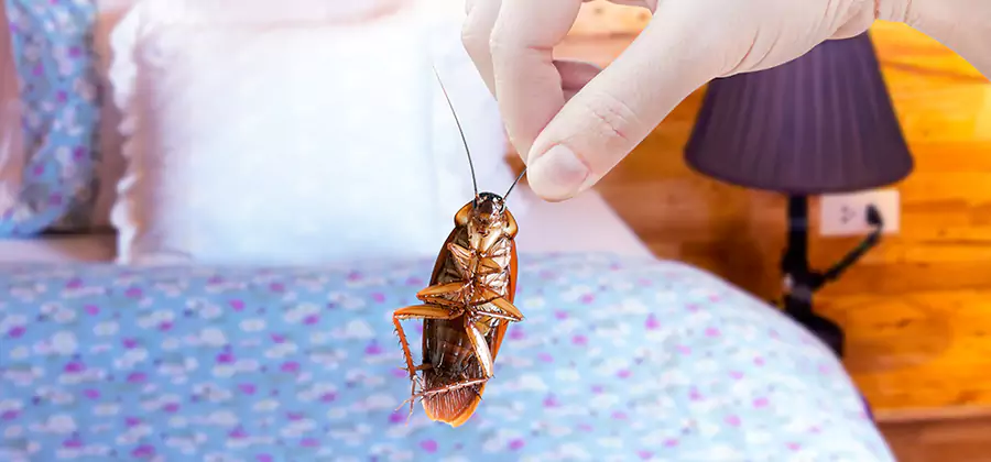 Fast Roach Elimination in McDonough
