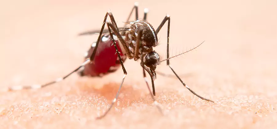 Pond Mosquito Control and Water Treatment in McDonough
