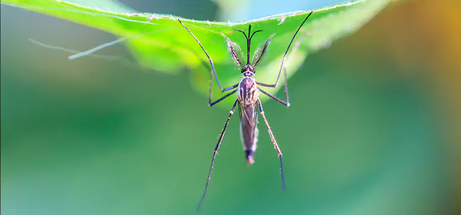 Home Defense Insect Killer in McDonough