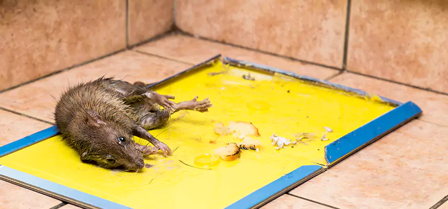 Mouse and Rat Control in McDonough