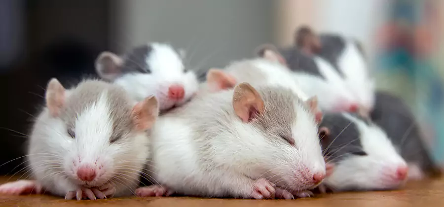Rat Infestation Exclusion Service in McDonough