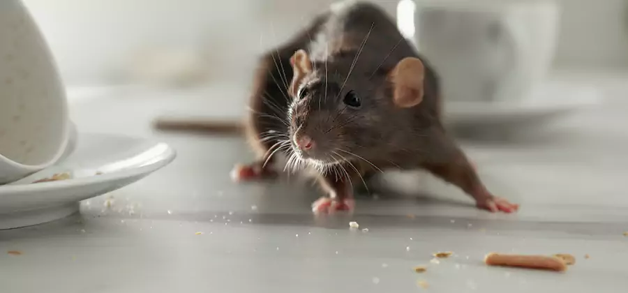 Attic Rat Exclusion Service in McDonough