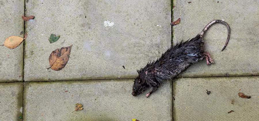 Rodent inspection service in McDonough