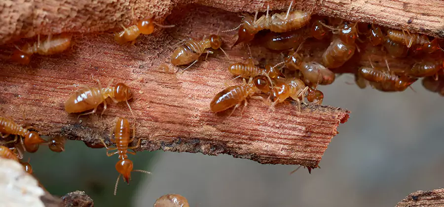 Perimeter Soil Termite Treatment in McDonough