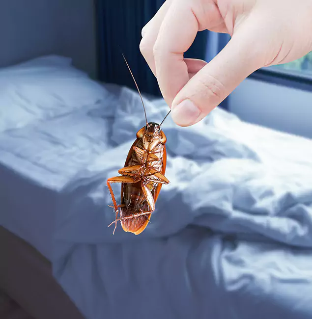 Why Choose McDonough GA Pest Control Pros for Bed Bug Extermination in McDonough, GA?