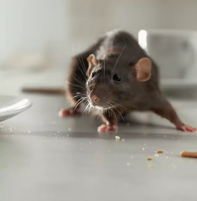 Why McDonough Homeowners Choose McDonough GA Pest Control Pros for Mice Control?