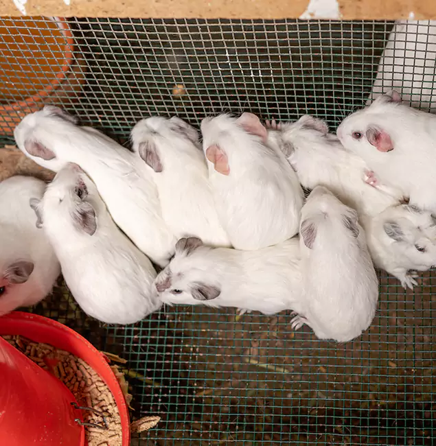 Why Choose McDonough GA Pest Control Pros for Rat Infestation in McDonough, GA?