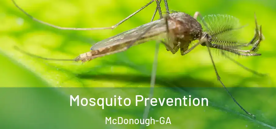  Mosquito Prevention McDonough-GA