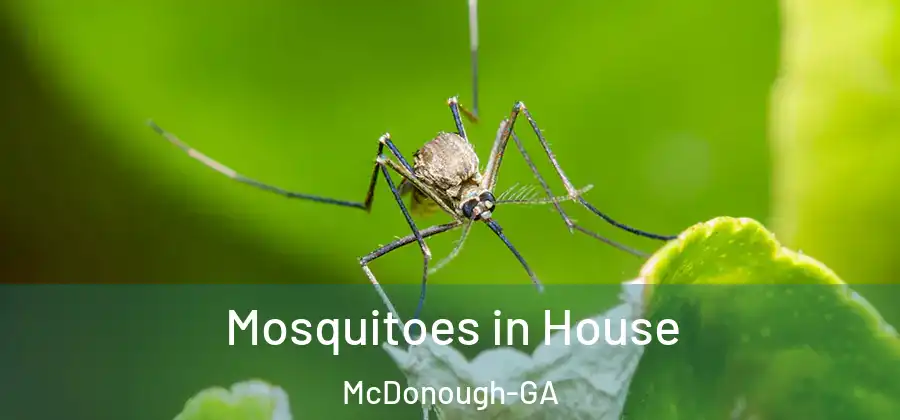  Mosquitoes in House McDonough-GA