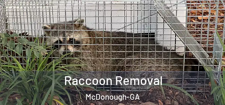 Raccoon Removal McDonough-GA