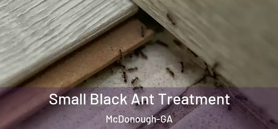 Small Black Ant Treatment McDonough-GA