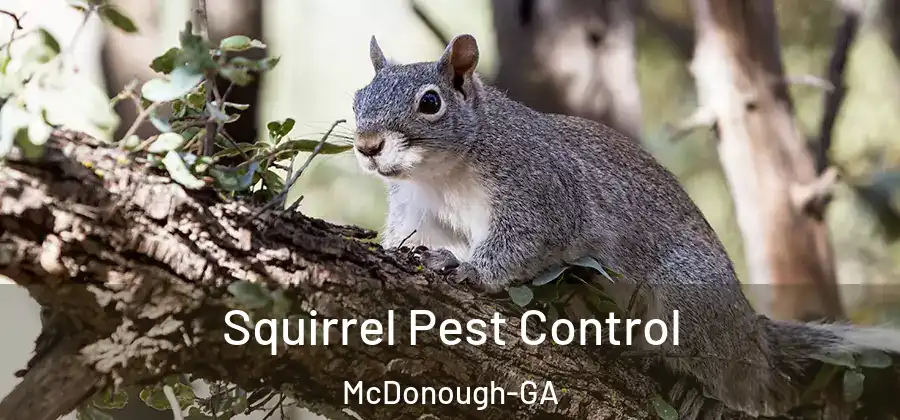 Squirrel Pest Control McDonough-GA