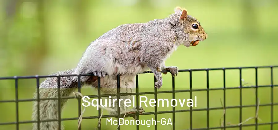Squirrel Removal McDonough-GA
