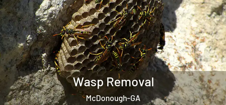 Wasp Removal McDonough-GA